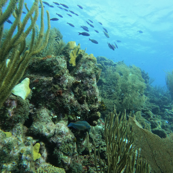 ocean