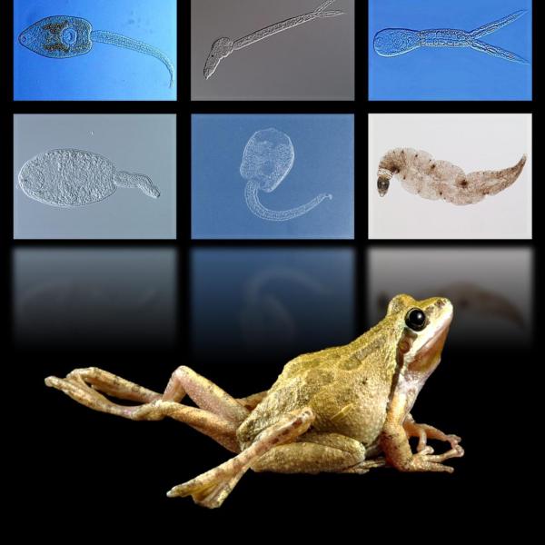 Disease Community Ecology, Parasites, Frogs, Ribeiroia