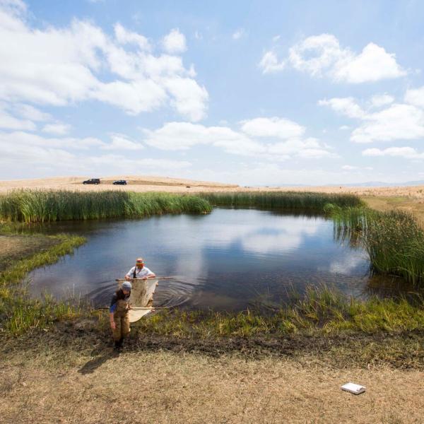 Our troubled waters, ecosystem, Johnson Lab