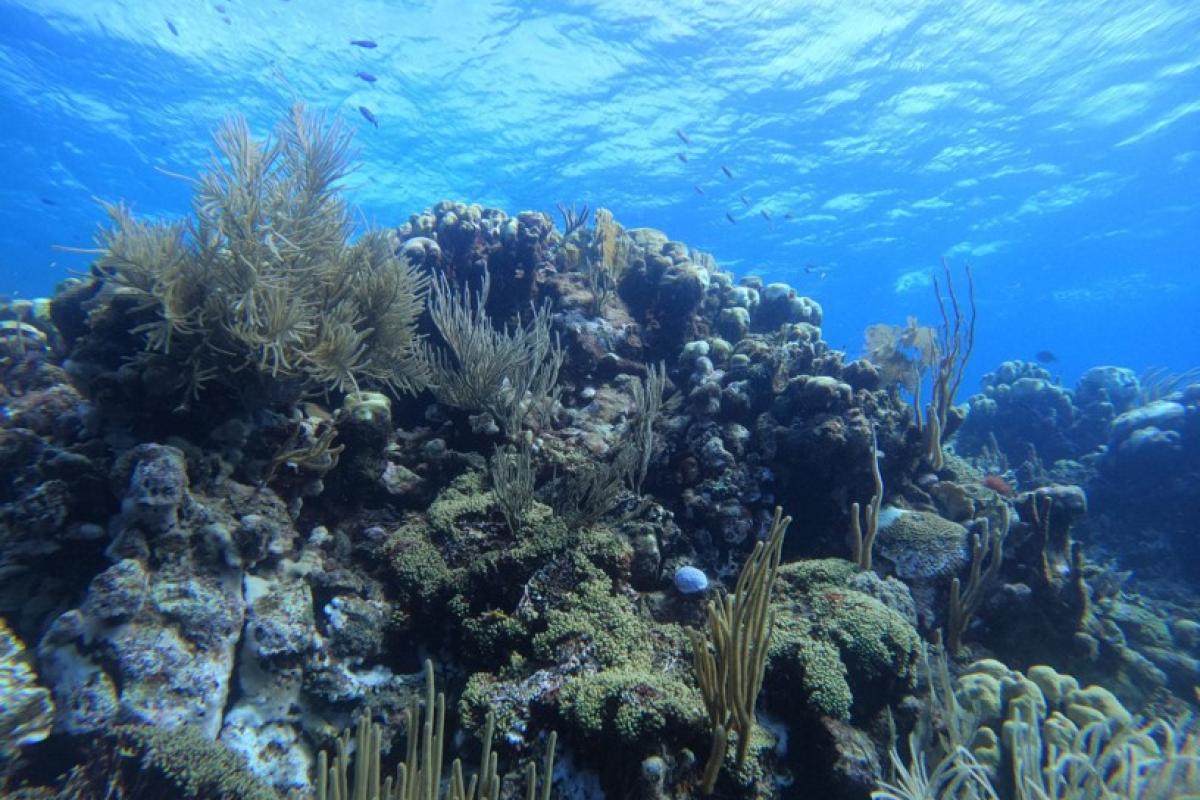 Coral Reef