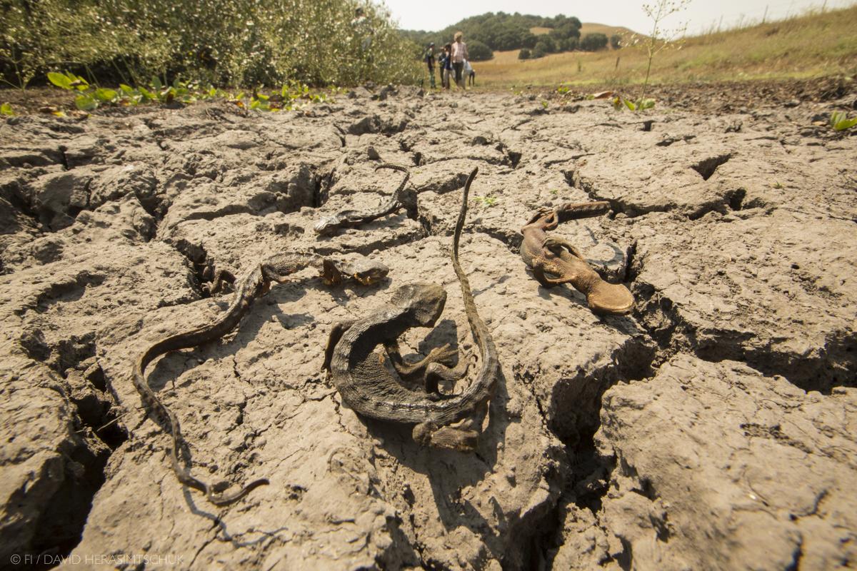 Climate change, infectious disease, parasite-host relationships, Johnson Lab
