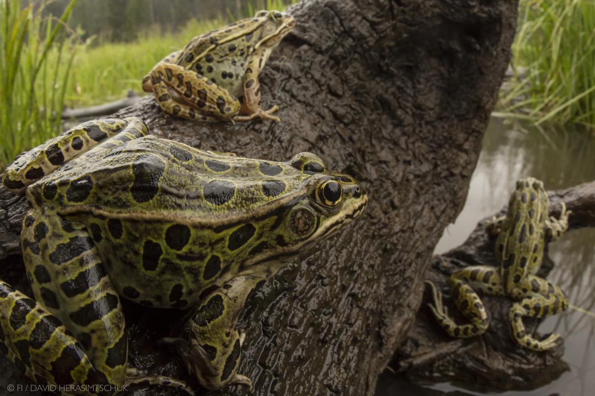 Biological invasions, conservation, invasive species, freshwater ecosystem, Johnson lab