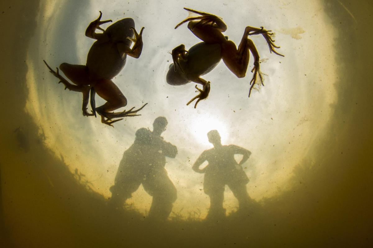 Biodiversity, Disease, Parasite, Ecology, Johnson Lab