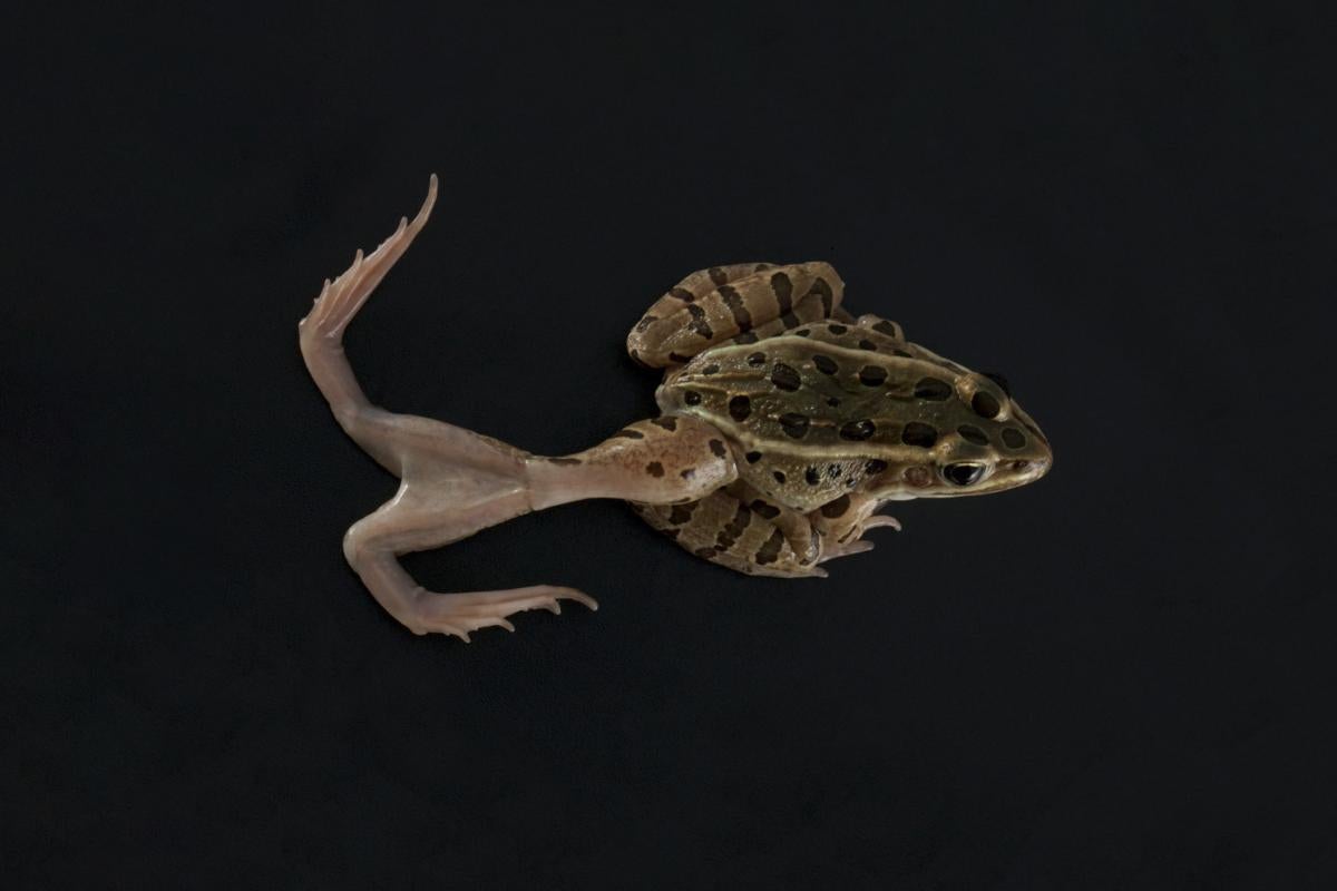 Amphibian, deformities, Johnson Lab