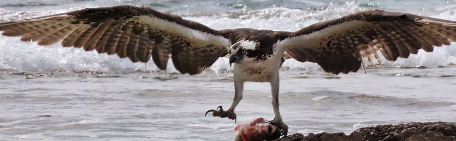 ospreywithfish