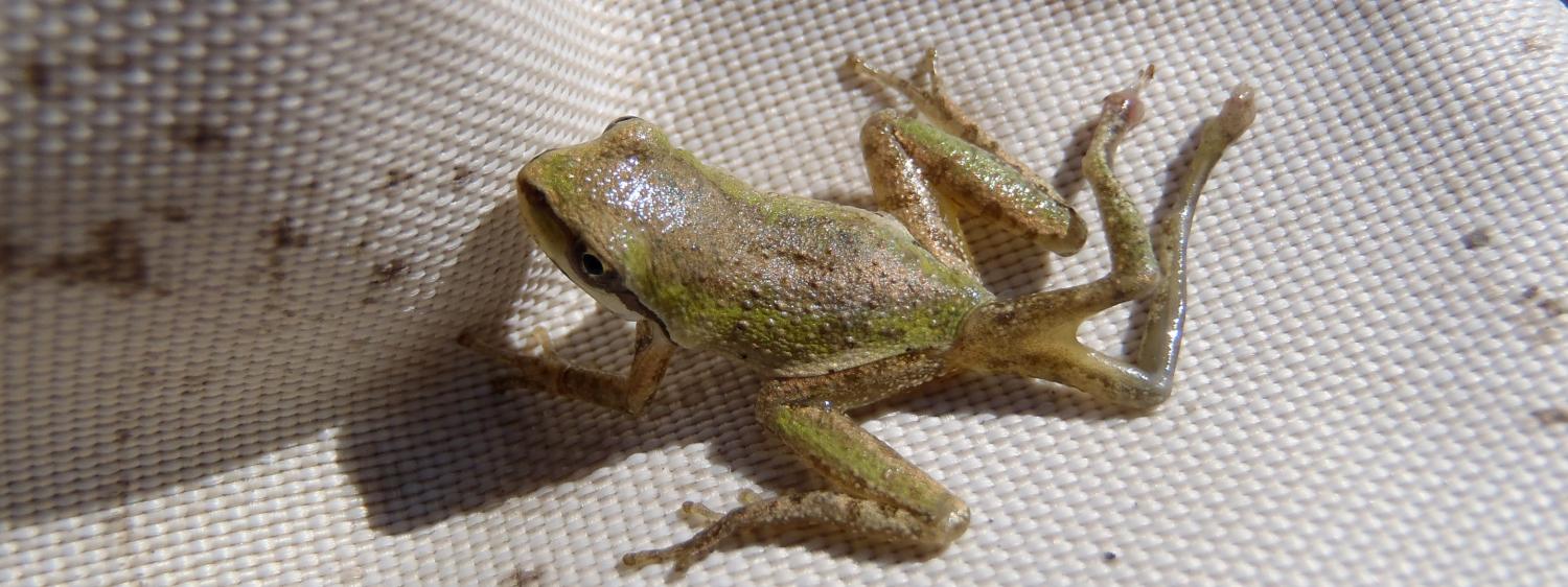 malformed frog