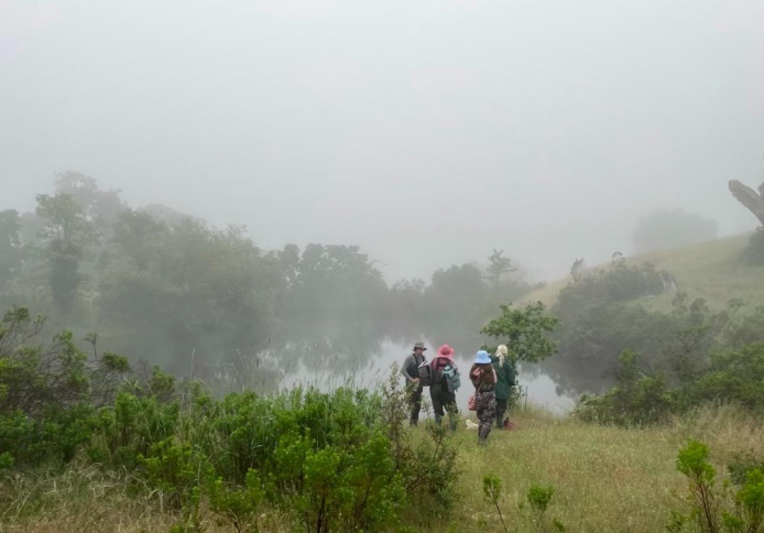 fog