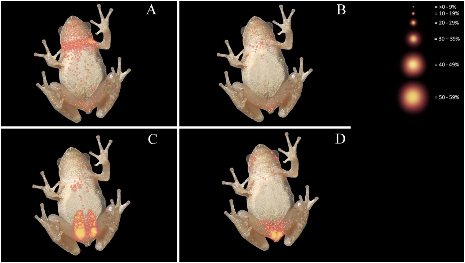 frog