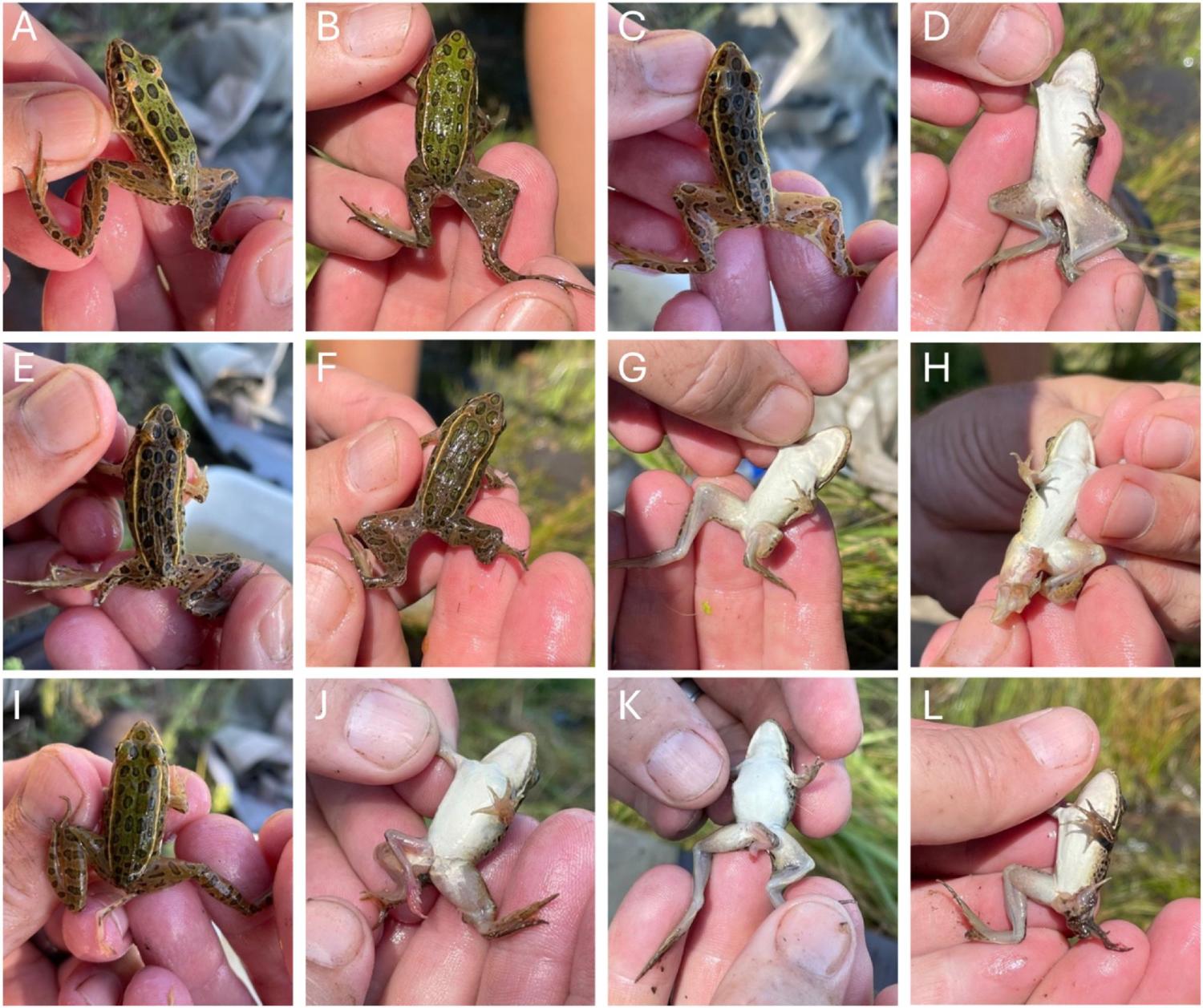 malformedfrogs