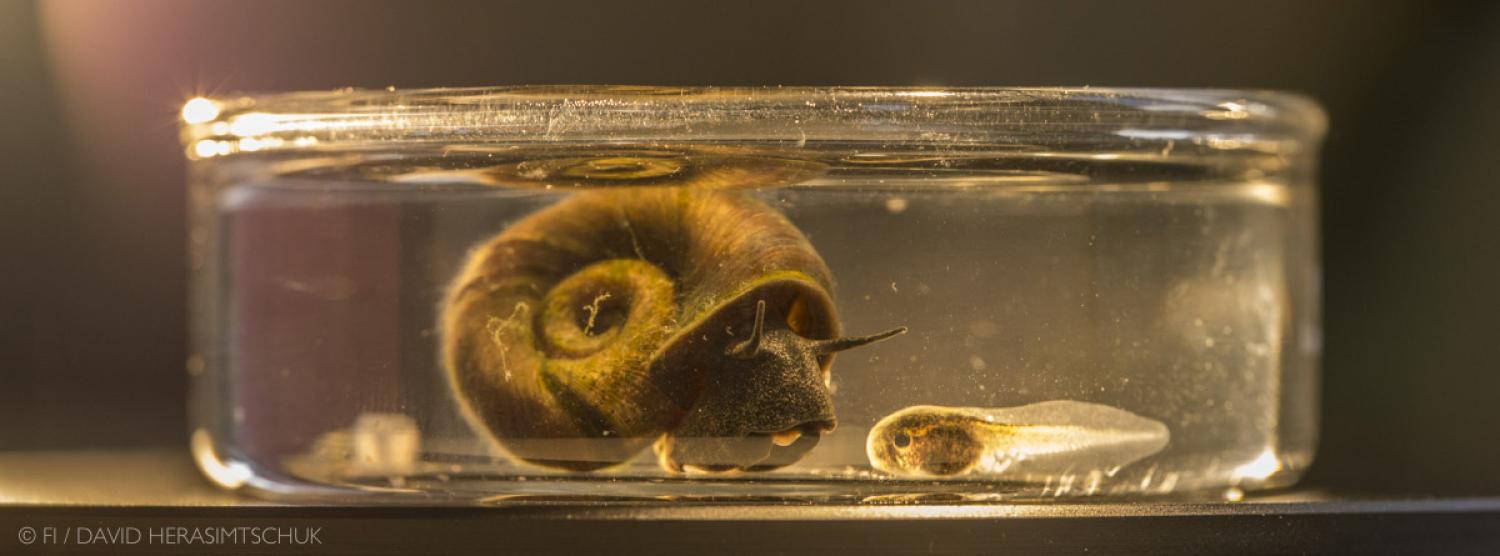snail, trematode, Johnson Lab