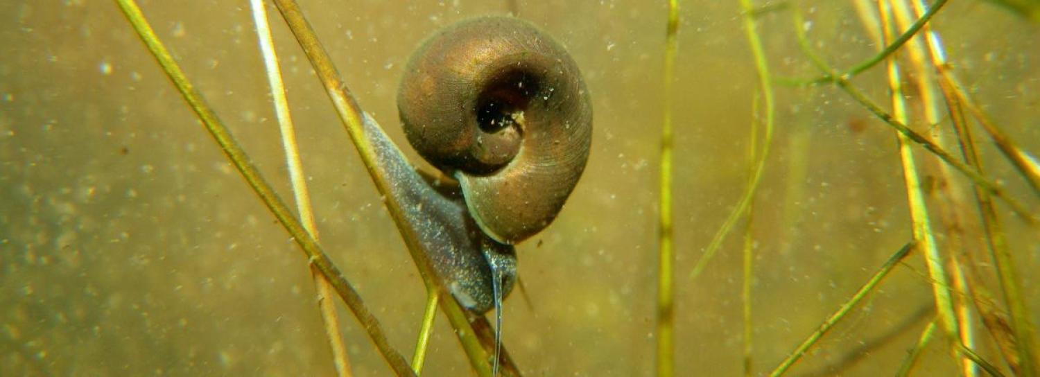 snail, parasites, Johnson Lab