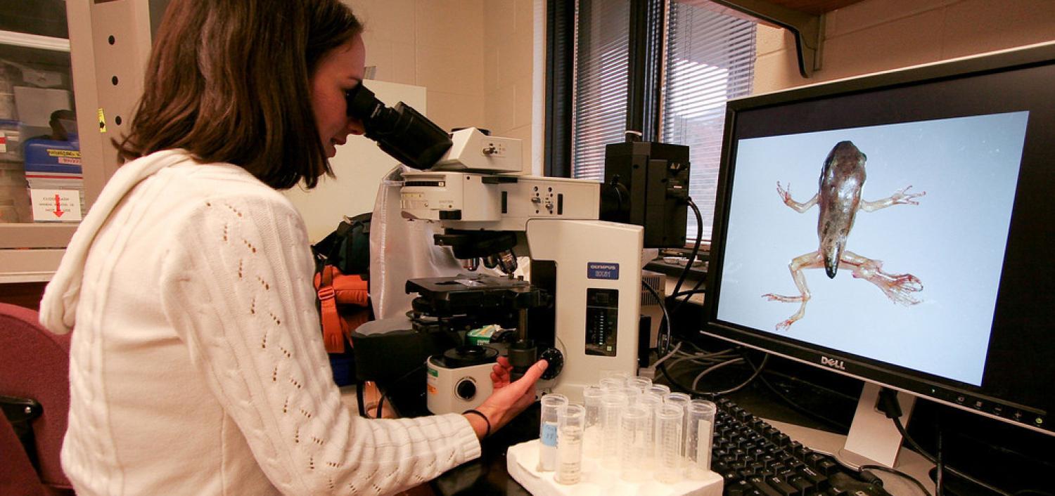 parasites, apo, aquatic parasite observatory, Johnson Lab