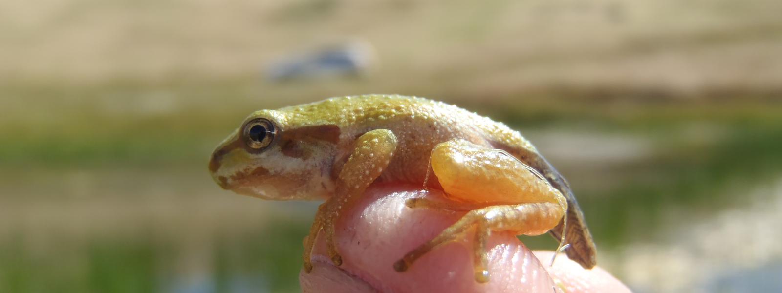 PSRE Metamorph