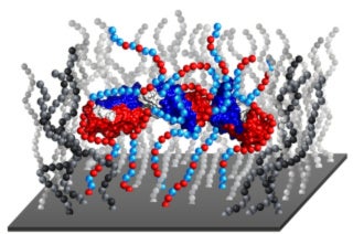 Protein on polymer brushes