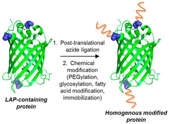 A diagram showing LAP-containing protein turning into a homogenous modified protein by undergoing post-translational azide ligation and chemical modification.