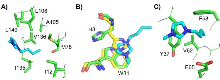 A series of three enzyme structures, with the first one demonstrating branches L108, A105, L140, V136, M78, I135, and I12. The second enzyme shows branches H3 and W31. The third enzyme shows branches F58, Y37, V62, and E65. 