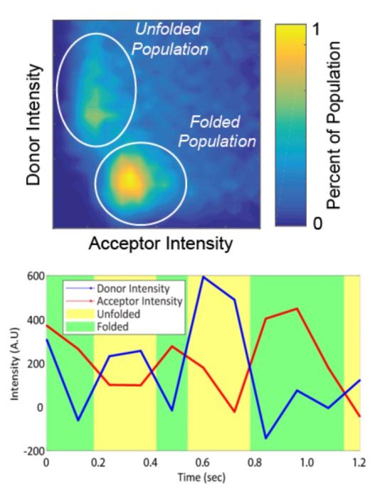 The top graph shows that folded proteins have a higher population with low acceptor intensity and low donor intensity. The unfolded population is high with high donor intensity and low acceptor intensity. The second graph shows that acceptor intensity increases in unfolded proteins over time, and donor intensity increases in folded proteins over time.
