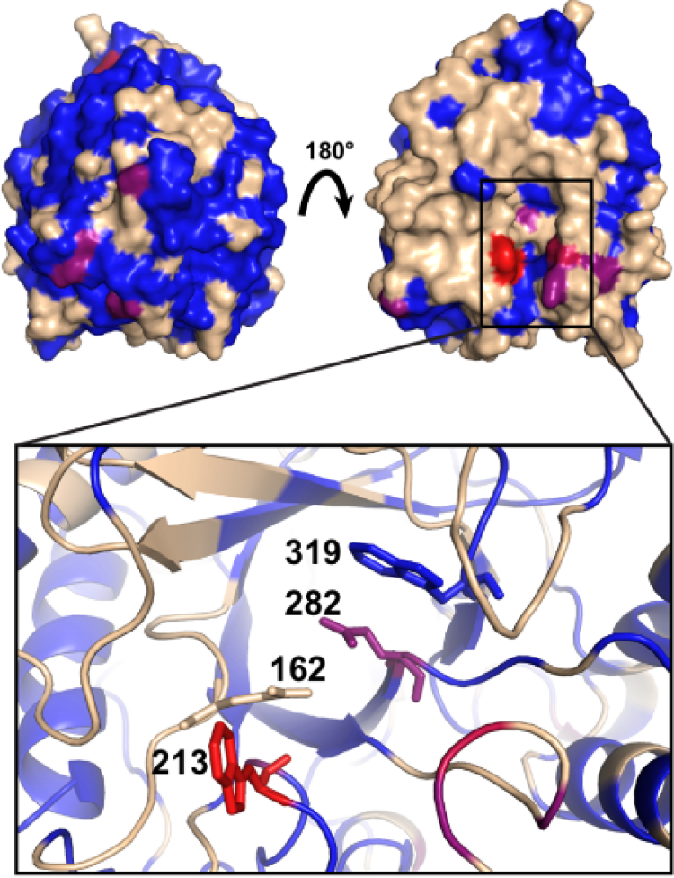 Cellulase