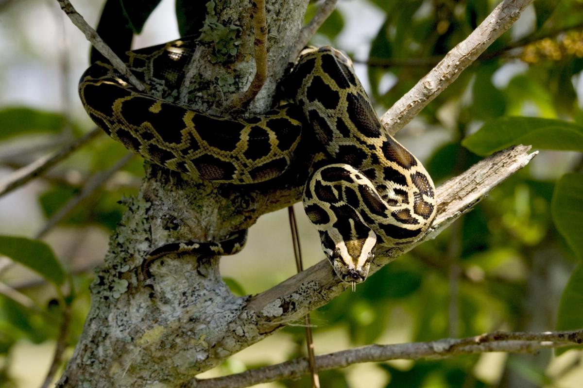 Burmese Python