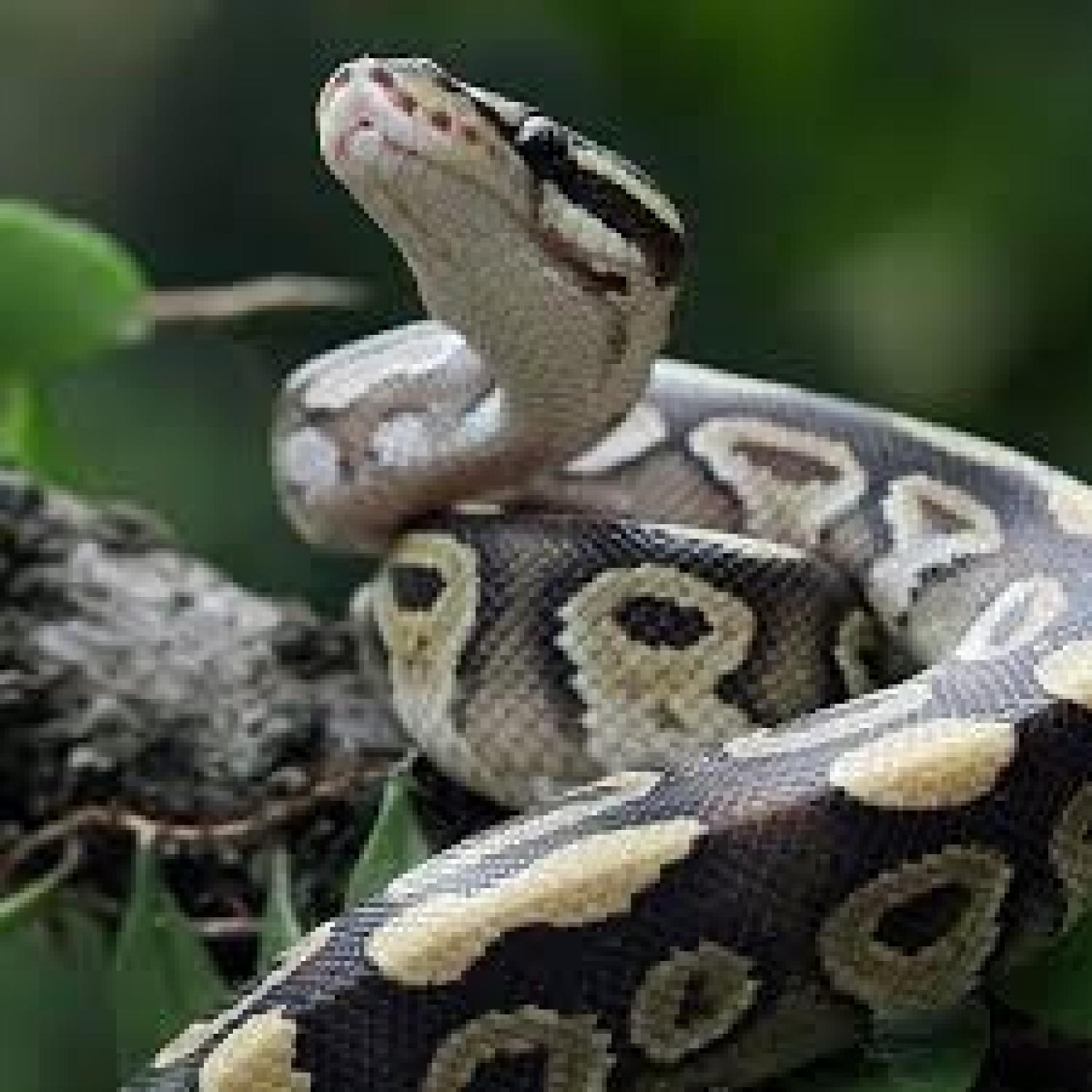 Ball Python