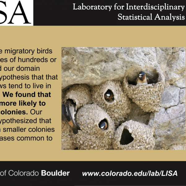 Colony habits of cliff swallows