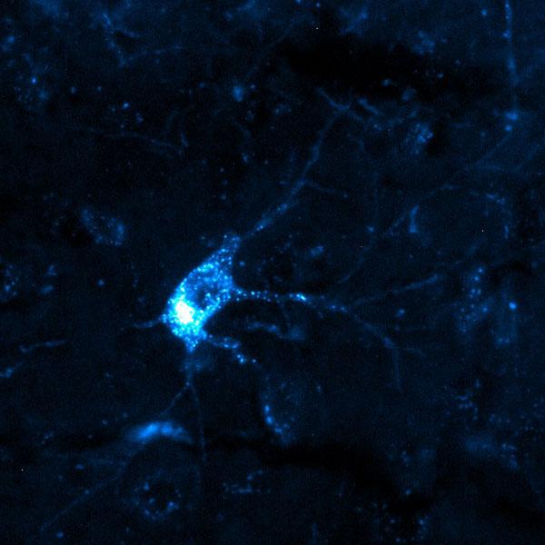 neuron expressing image