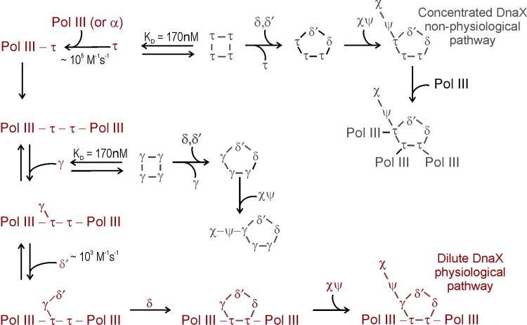 DnaX assembly pathway