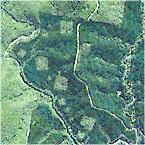 wog wog habitat loss map