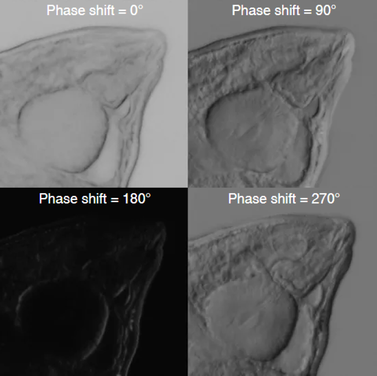 4 different images of the same object phase shifted in a given shear direction at 0, 90, 180, and 270 degrees. At 0, the object is not well defined. At 90, there is clear definition. At 180, the object is dark and undefined. At 270, it is clearly defined in the opposite direction