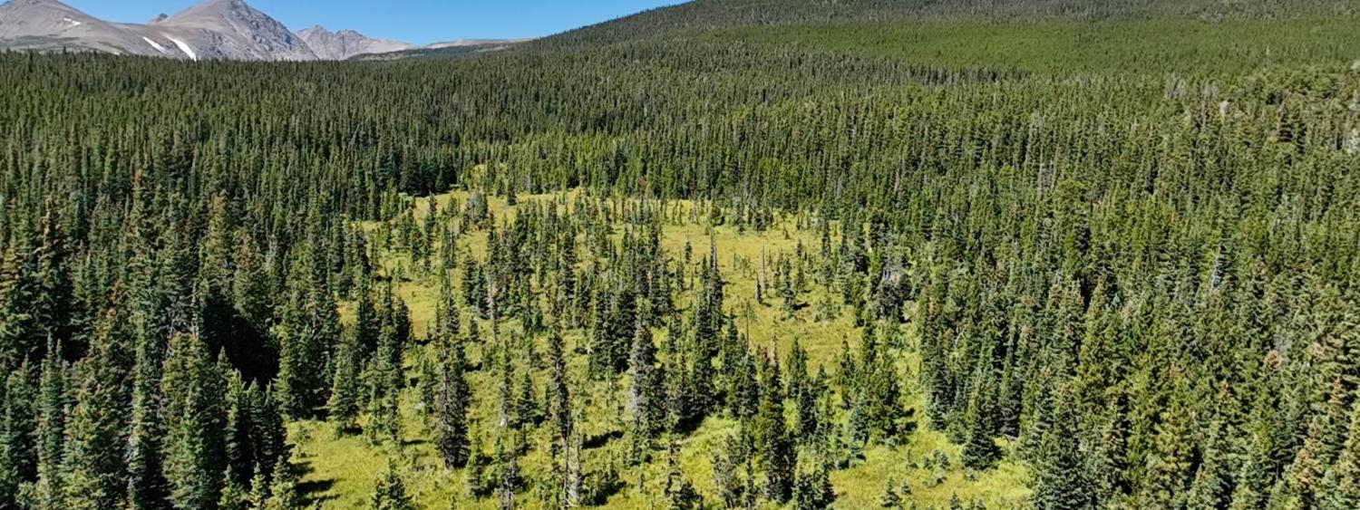 Mountain Fen, Como Creek, CO