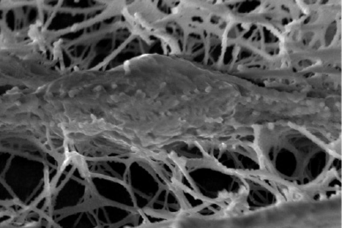 Collagen