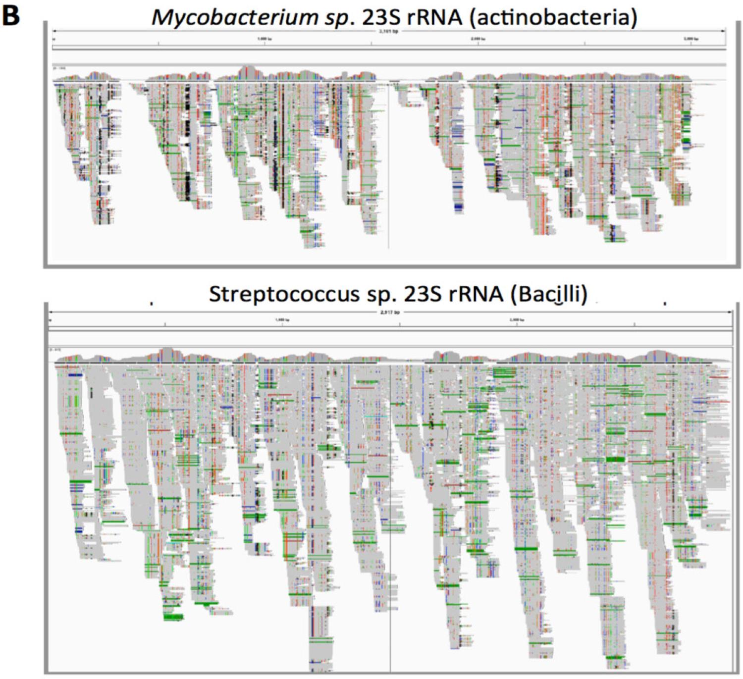Brain RNA-seq reads aligned to two 23S rRNA sequences from 2 representative bacterial genera. (Integrative Genome Viewer output). Colors represent misalignment with the 23S sequence, which indicates that the reads are not from the specific species used for the alignment.