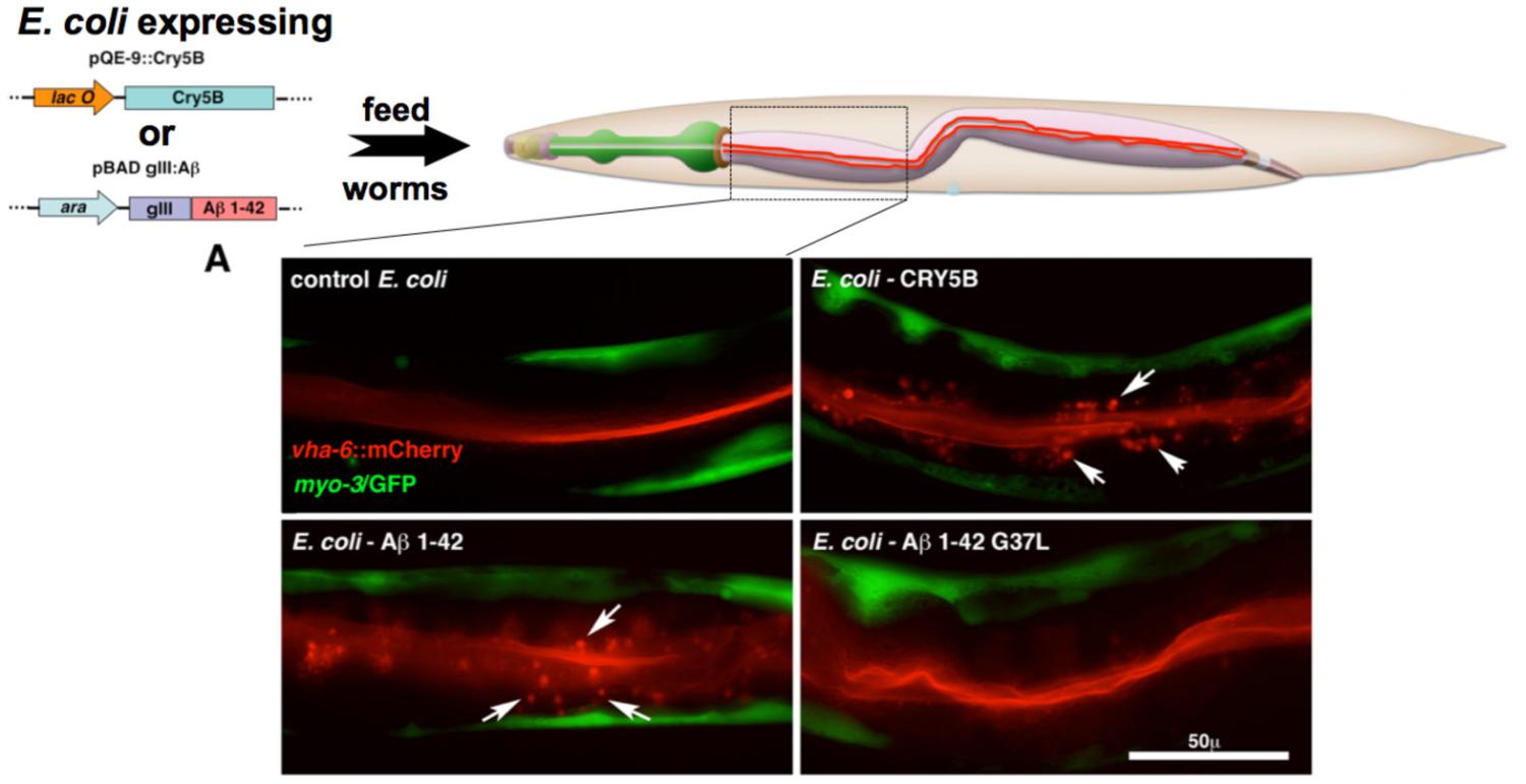 C. elegans worms fed E. coli expressing wild type, but not G37L, Abeta show induction of endosomes associated with membrane repai.