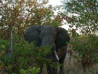 Elephant in trees