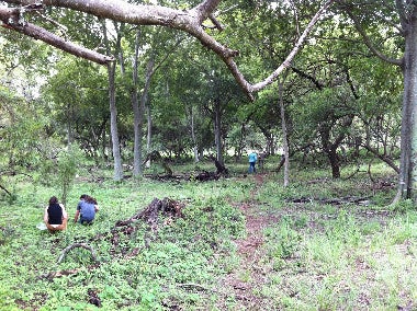 Researchers doing fieldwork in woodland