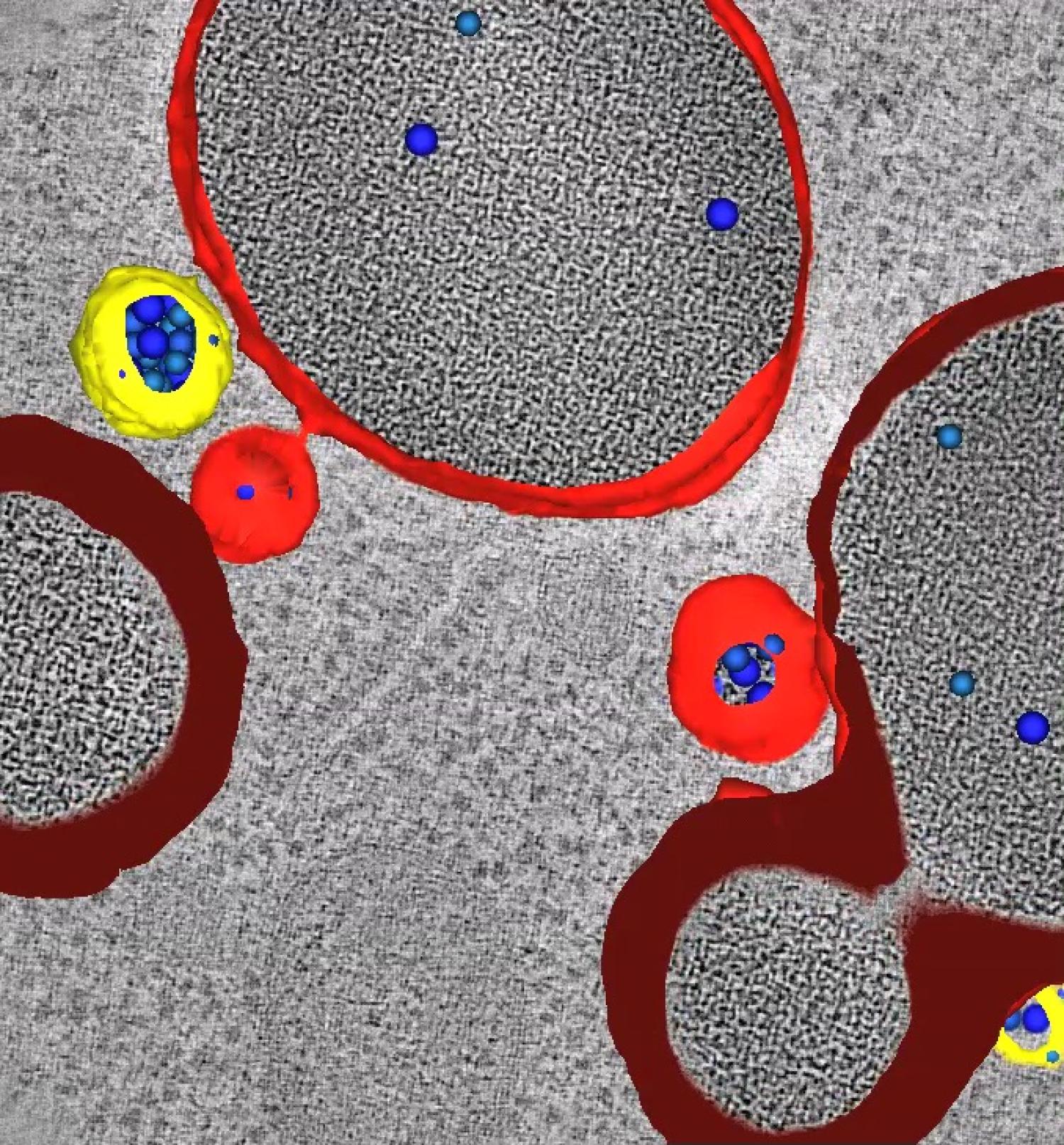 Movie of Electron Tomogram Z-section of Yeast Cell