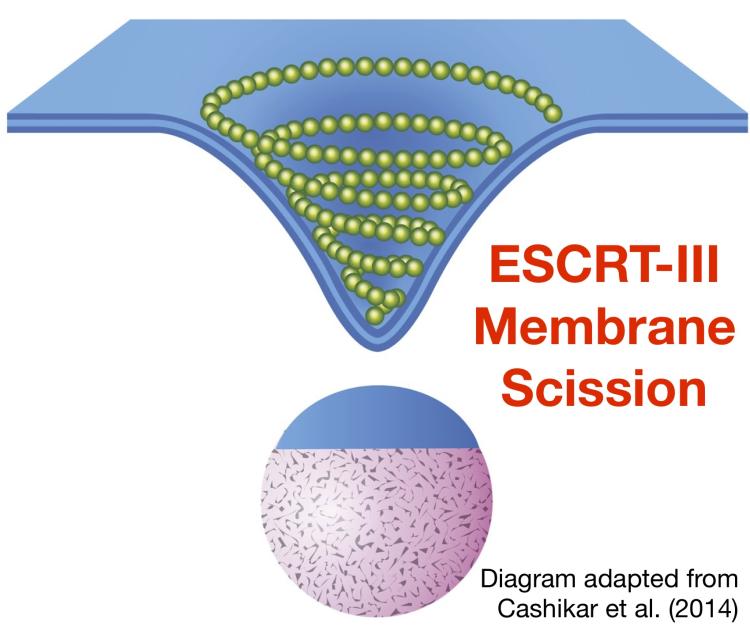 Model of membrane scission by ESCRT-III