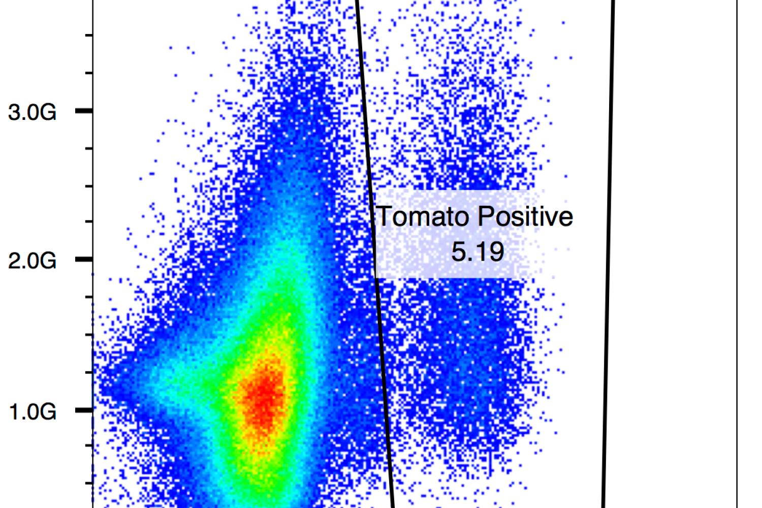 Flow cytometry of muscle stem cells from a from a Pax7CreERT2;LSL tdTomato mouse.