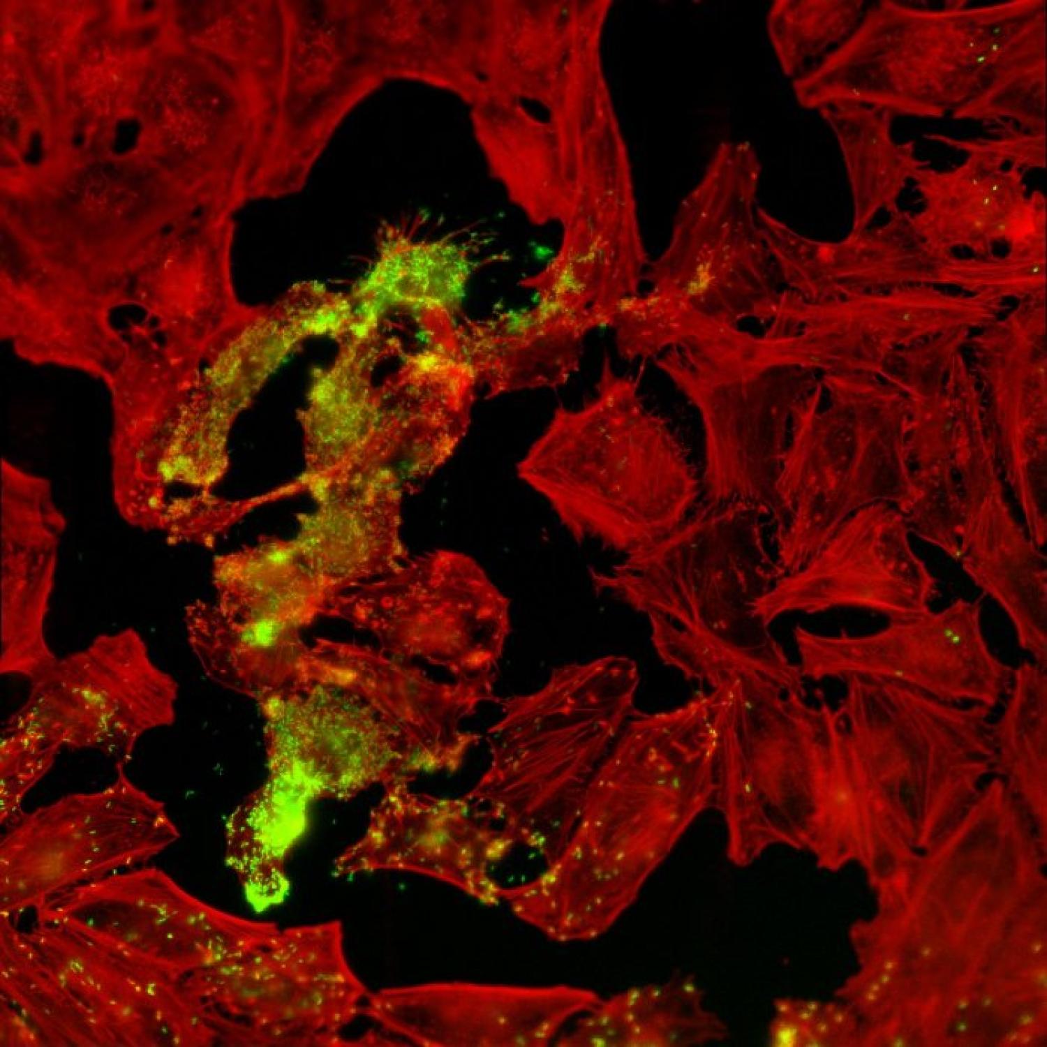 Dilara's Up Close Image Competition submission.