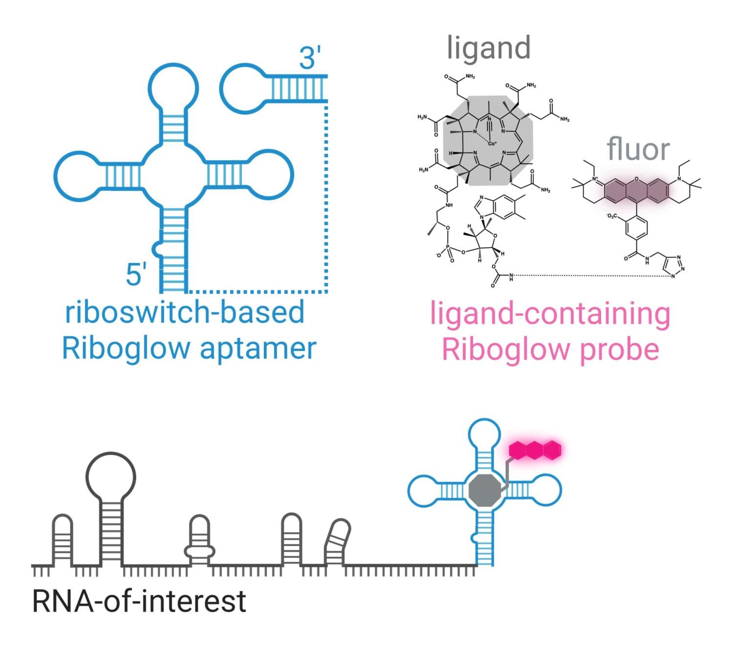 A schematic of the riboswitch-based Riboglow aptamer next to a schematic of the ligand-containing Riboglow probe. There is also a schematic of the RNA-of-interest labeled with both parts of the Riboglow tool