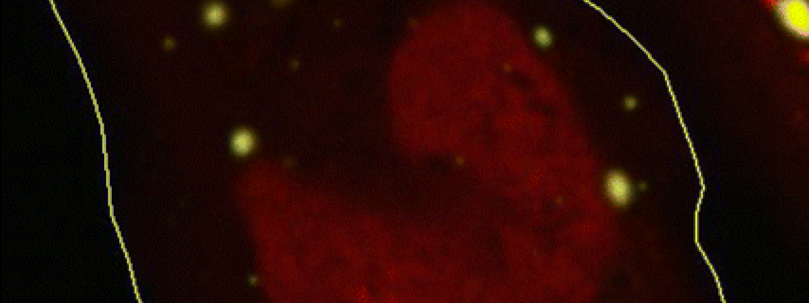 Riboglow in Cells!