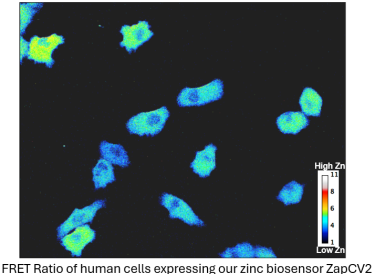 fret ratio cells