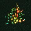 HeLa cells expressing genetically encoded zinc and kinase sensors, as well as a nuclear stain.