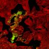 Dilara's CU Up Close Image Competition submission.