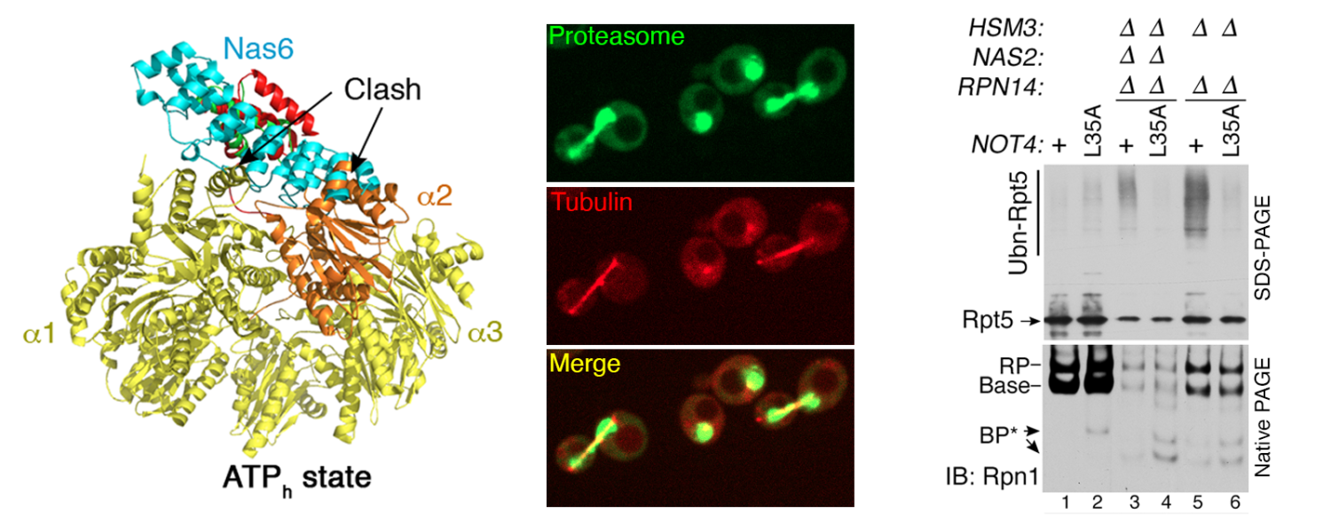 examples of proteasome, a central mediator of protein breakdown