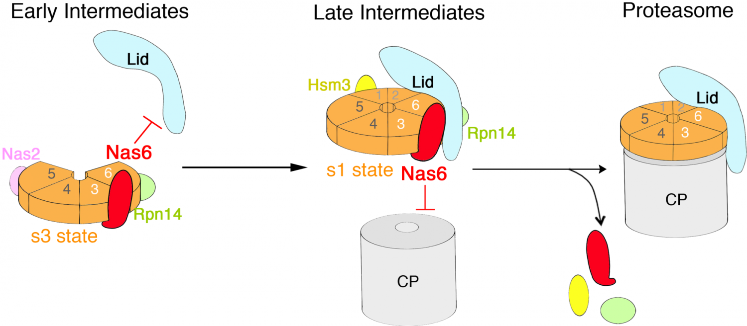 In early-stage assembly intermediate (left), Nas6 (red) obstructs lid (blue), thereby allowing the ATPase subunits (orange) to assemble into a heterohexameric ring. In late intermediate (middle), the fully-formed heterohexameric ATPase ring initiates ATP hydrolysis, relieving Nas6 steric clash against the lid, allowing lid-base assembly. At this stage, Nas6 together with Rpn14 (green) and Hsm3 (yellow) hinder CP binding. Upon completion of proteasome holoenzyme (right), chaperones are evicted.