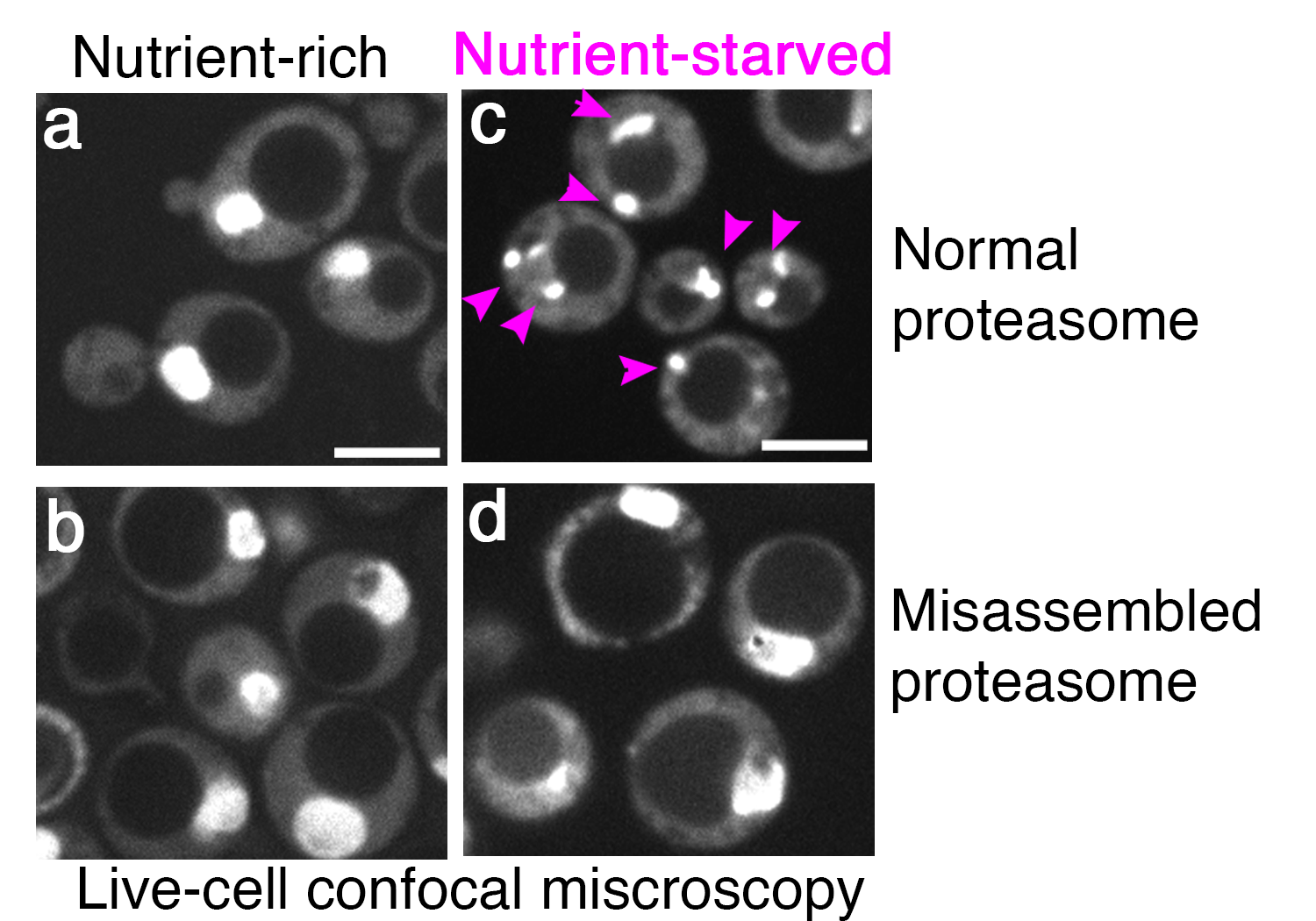 Live-cell confocal images are shown. In nutrient-rich conditions (a, b), proteasomes concentrate in the nucleus. By contrast, during nutritional stress (c, d), only the normal proteasome dramatically re-localize to cytoplasmic storage granules (c, arrowheads, magenta) whereas misassembled proteaosmes (d) do not.