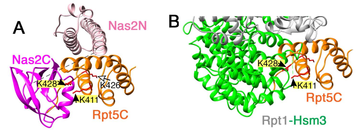 In panel A, Rpt5 C-domain (orange) is shown with Not4-targeted ubiquitination sites highlighted in yellow. These sites are normally obstructed by Nas2-C domain (dark pink). In panel B, the same Rpt5-C domain with ubiquitination sites are obstructed by Hsm3 (green), due to its proximity to Rpt5 within the heterohexameric Rpt ring.