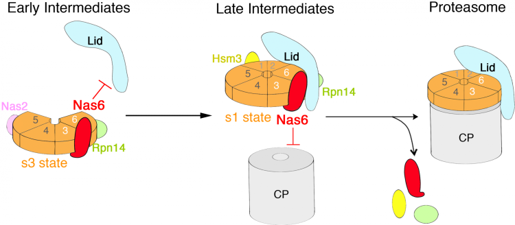 In early-stage assembly intermediate (left), Nas6 (red) obstructs lid (blue), thereby allowing the ATPase subunits (orange) to assemble into a heterohexameric ring. In late intermediate (middle), the fully-formed heterohexameric ATPase ring initiates ATP hydrolysis, relieving Nas6 steric clash against the lid, allowing lid-base assembly. At this stage, Nas6 together with Rpn14 (green) and Hsm3 (yellow) hinder CP binding. Upon completion of proteasome holoenzyme (right), chaperones are evicted. 