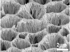 Scanning electron micrograph of gold nanowire forest